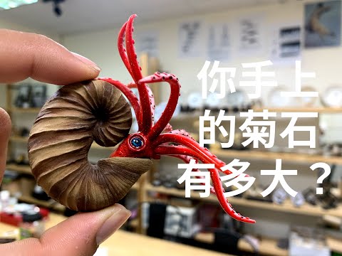 菊石功效