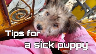 How to handle a sick puppy?|Home Remedies for Sick Puppies|The Baquirans_Ph