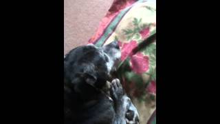 STAFFY WAKE UP FOR DINNER