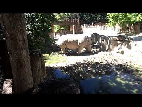 Zoo Lissabon Lisbon 2019 white rhinoceros