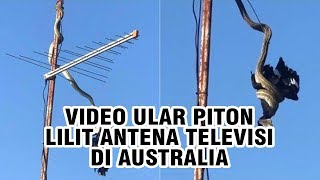 Viral Video Seekor Ular Piton Melilit Antena Televisi di New South Wales, Australia