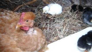 C'est Noël en mai ! Les poussins sont nés !