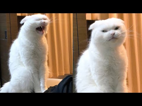 Try Not To Laugh ???? New Funny Cats Video ???? - MeowFunny Part 23