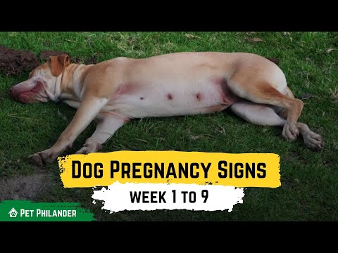 Dog Pregnancy Signs week 1 to 9 ! Pet Health