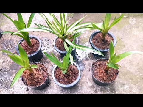 HOW TO REPOT PUP (YOUNG OR BABY ) BROMELIAD / SIMPLY GARDENING