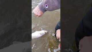 preview picture of video 'East Matagorda Trout Wading with super spooks'