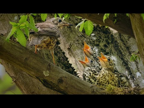 Nesting birds – Mistle thrush (Turdus viscivorus)