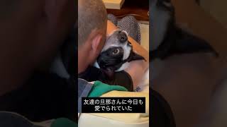 友達夫婦の旦那さんからの愛が強い #ボストンテリア