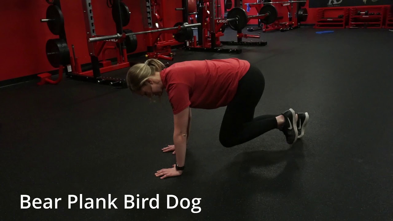 Bear Plank Bird Dog - YouTube