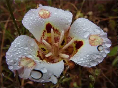 Aural Imbalance - Coding of their atoms