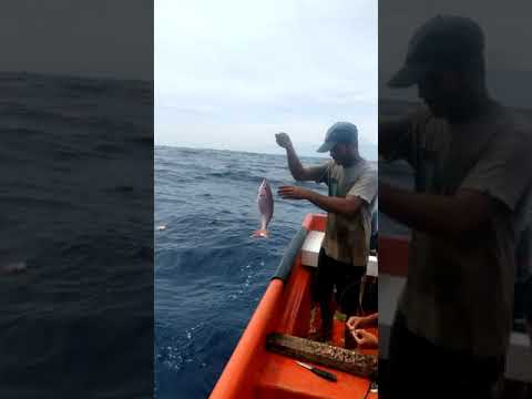 Más pargo cunaro..en el placer