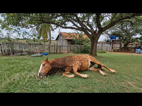  ÉGUA É ATACADA POR MILHARES DE ABELHAS E O PIOR ACABOU ACONTECENDO 