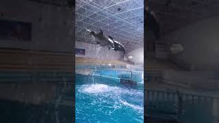 Download lagu Keren!? Kelucuan Ikan Lumba Lumba Yang Terlatih #Shorts mp3