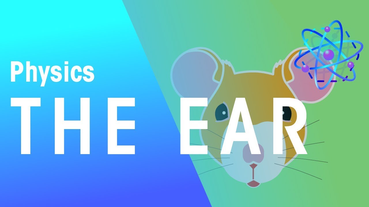 The Ear | Waves | Physics | FuseSchool