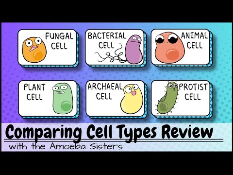 Comparing Cell Types Review: Animal, Plant, Bacterial, Archaeal, Fungal, and "Protist" Cells