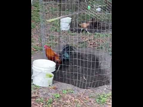 #Kelso #sweater #splashmugs #McRae #brown red #white hackel # Albany #Peruvian