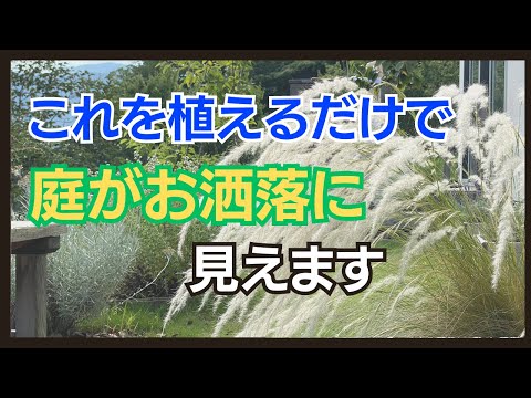 Pennisetum setaceum rubrum -graminée-ornementale-feuillage-rouge-exposition-mi-ombre