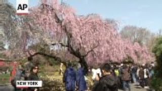 Brooklyn Botanic Garden is celebrating traditional and contemporary Japanese culture with Sakura Mat