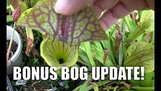 SO many baby fish and HUGE plant growth! Greenhouse updates by Rachel O'Leary