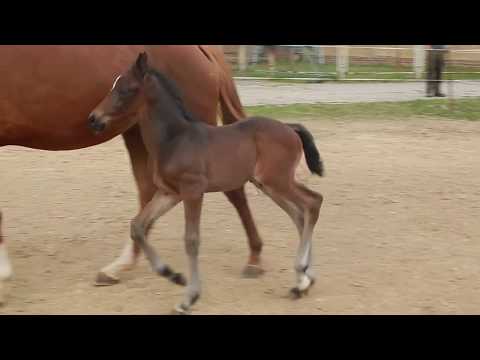 Hengstfohlen von Freiherr von Stein