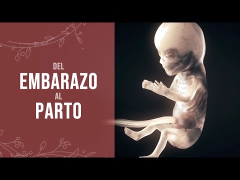How does childbirth and pregnancy develop? (Animation)