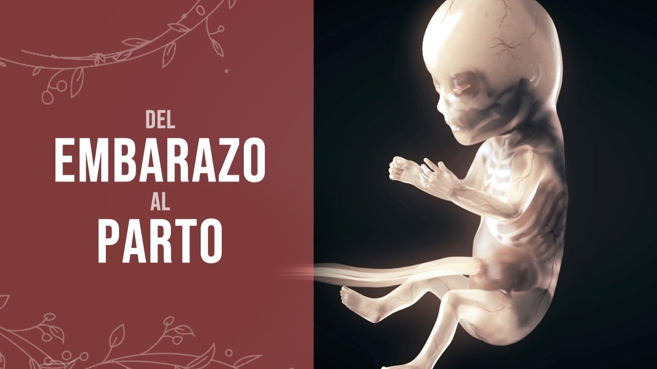 ¿Cómo se desarrolla el parto y el embarazo? (Animación)