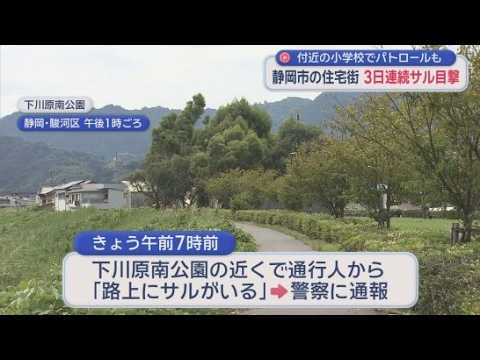 YouTube Video 通学路にサル出没！小学校が緊急警戒　3日連続の目撃情報　「近づかないで」学校が異例の呼びかけ　