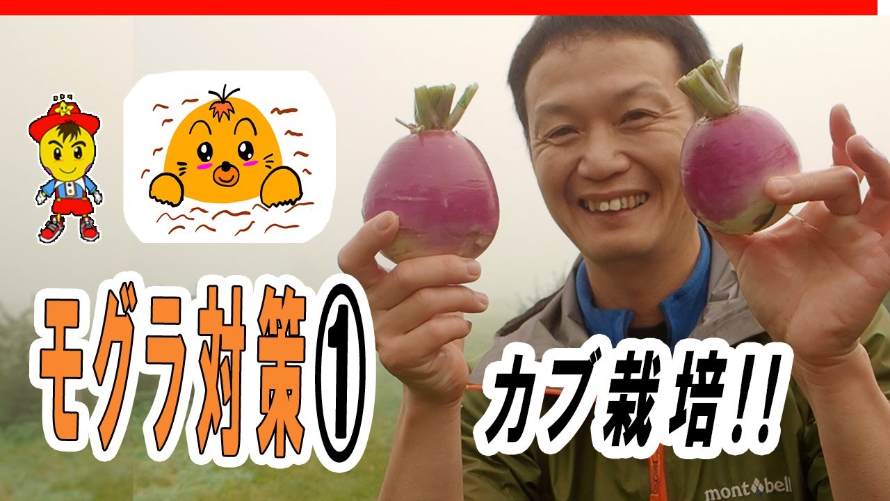 自然栽培におけるカブの栽培手順と各種トラブルへの対応策