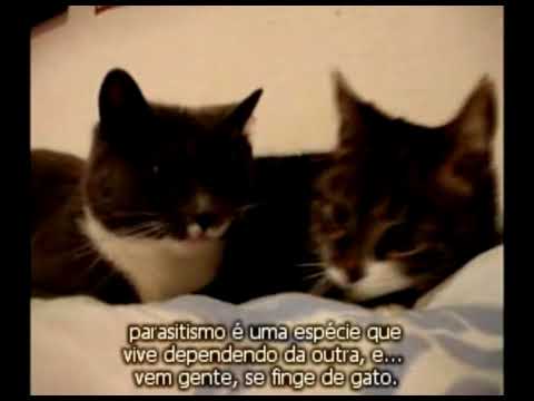 Trabalho de Biologia - Amensalismo