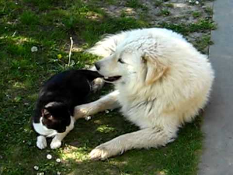 Bili i Silvester vol. 1