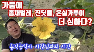 가뭄이 심하면 진딧물, 총채벌레, 온실가루이 등등 발생이 더 심할까?? 알면 쉬운 농업 이야기 농약사의 하루…