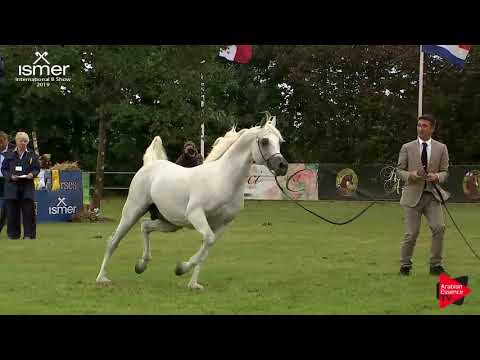 N.56 MOUNTASSAR AL ZOBAIR - Strohen 2019 B Int - 10+ year old Stallions (Class N)