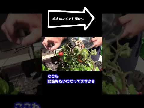 ジューシーな果実を得るためにトマトの植物をいつ、どのように正しく剪定すればよいでしょうか?  庭園