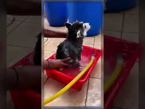 Bella's 1st Bath 😅