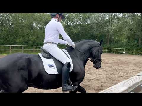 Stal Okkema's Nelson - Julius x Abe - stallion - 2020 - 1.69m