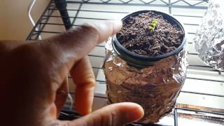 Starting my hydroponic garden