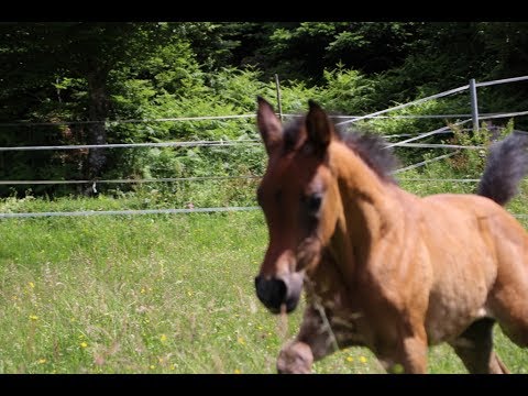 Filly by Poseidon OS