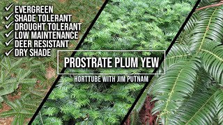 🏡Prostrate Japanese Plum Yew / Perfect Groundcover