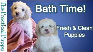 How to Bathe Your Puppy
