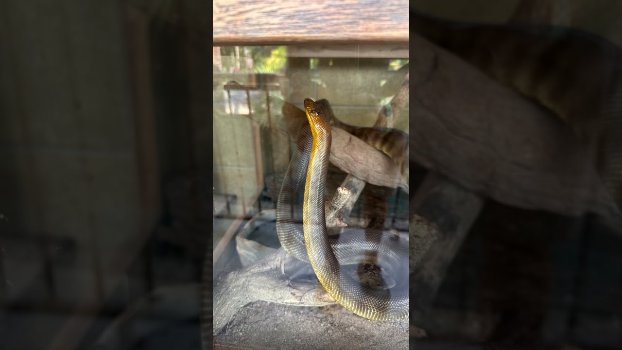 YouTube Short thumbnail