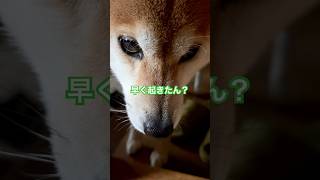 【柴犬】めざましば【早起き】