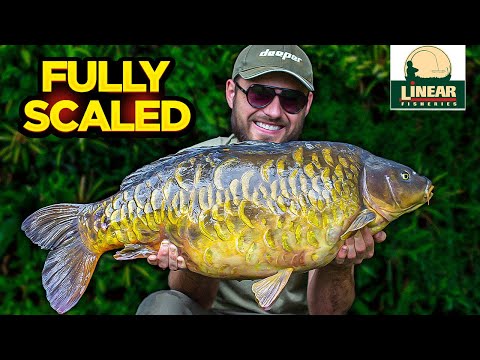 Summer Surface Fishing At Linear Brasenose One!