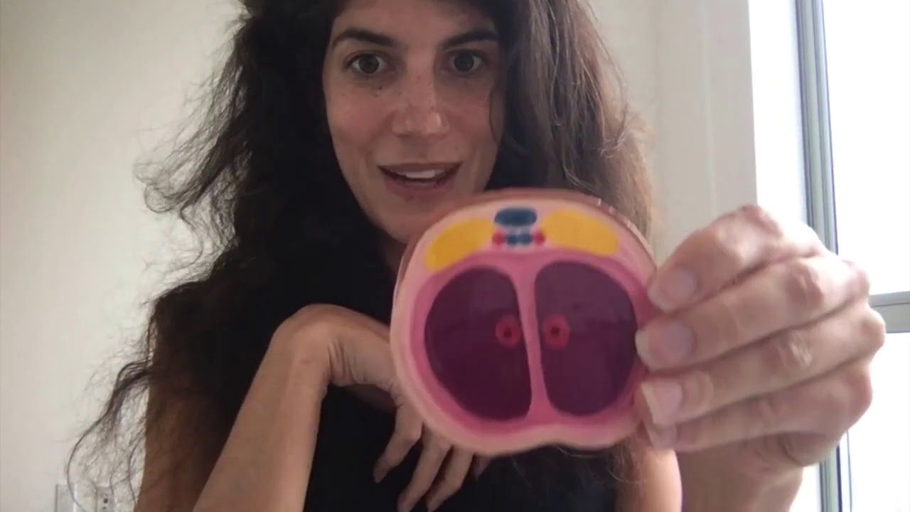 Learn Detailed Anatomy of Clitoris Missing from Medical Textbooks