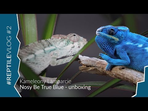 download lagu mp3 mp4 Nosy Be True Blue, download lagu Nosy Be True Blue gratis, unduh video klip Nosy Be True Blue
