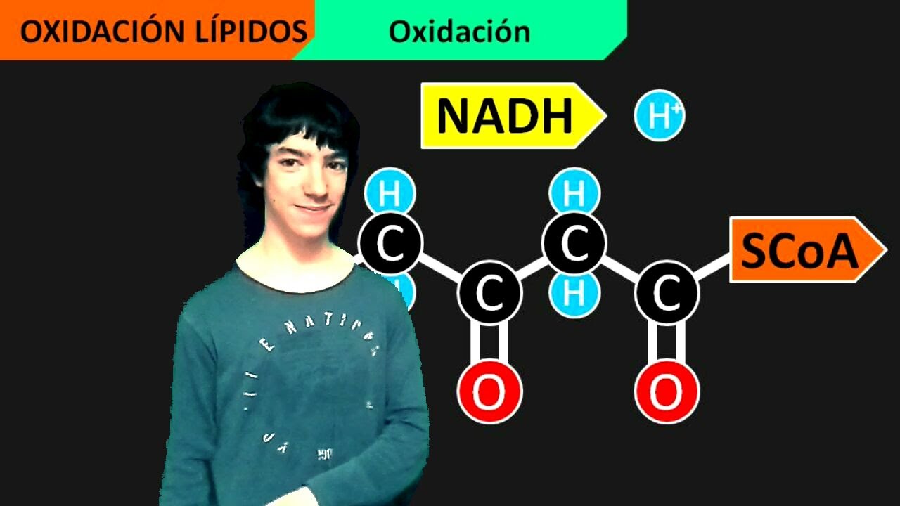 Catabolismo Lípidos (Beta Oxidación Ácidos Grasos)