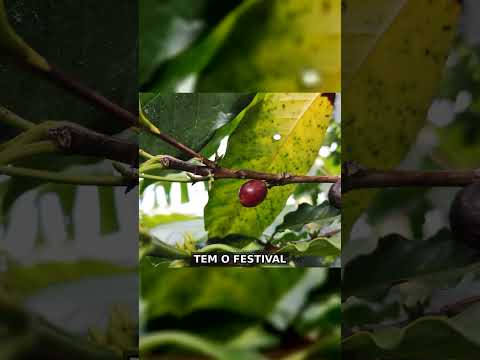 CIDADES DO ES — Episódio 6: Alto Rio Novo ☕⛰️ (o melhor café conilon do Brasil?)