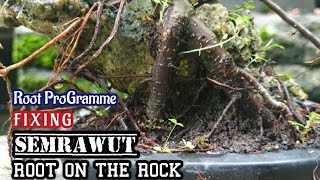 Download lagu Easy Tricks Root Programme Fixing Root of Mame Ficus On The Rock #rootprogramme #programakar mp3