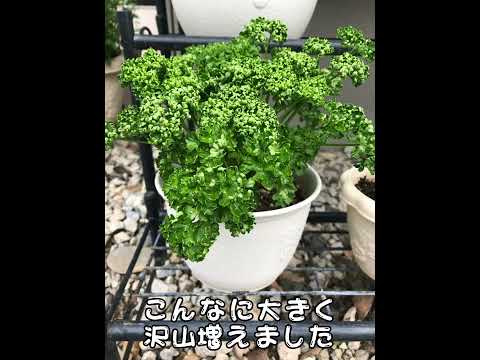 犬用パセリ 植物