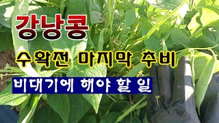 [텃밭농부 1,917]  봄 강낭콩에 마지막 추비. 비대기엔 물을 많이 주세요! #강낭콩재배