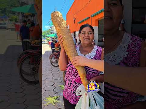 MANDIOCA GIGANTE NA FEIRA DE POTÉ MINAS GERAIS #RADIOMETROPOTE